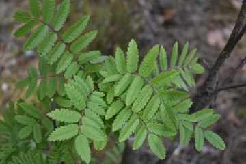 green leaves of fern