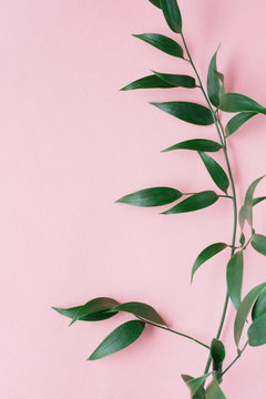 Italian Ruscus leaves on pink