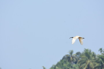 Black headed ibis,shot from munderi bird santuary,kannur,kerala