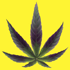 Black purple hand drawn marijuana leaf on a yellow background