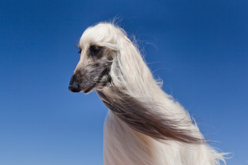 Dog breed  Afghan Hound portrait against a blue sky
