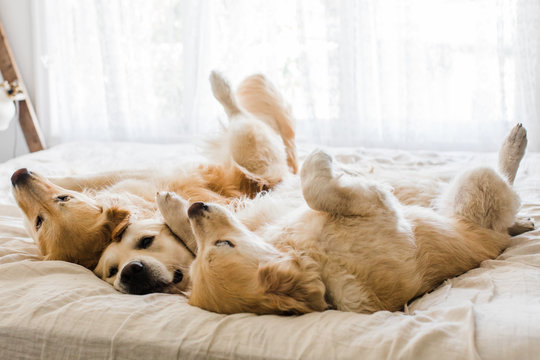 three dogs in bed