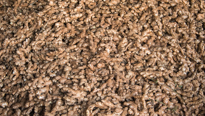 Ginger production in Myanmar