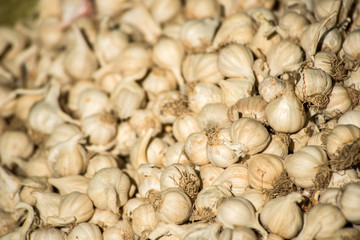 Garlic production in Myanmar