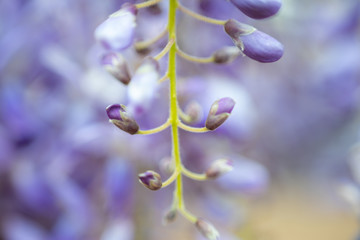 macro picture of a purple flower