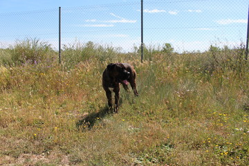 chien cane corso