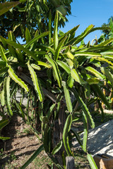 Dragon fruit plantation in Myanmar