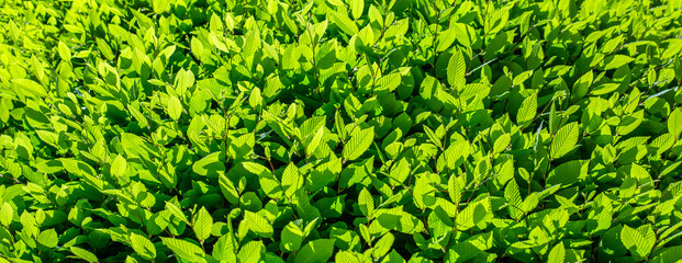 green leaf background