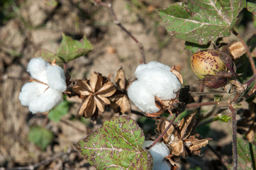 Cotton plantation in Myanmar