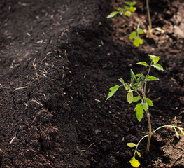 tomato seedlings in the ground