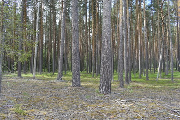 Obraz premium trees in forest
