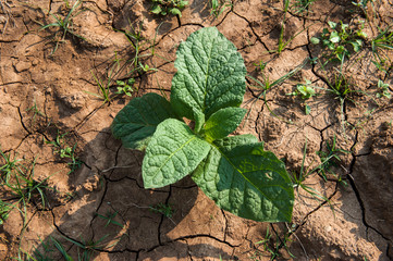 Tobacco plantation in Myanmar