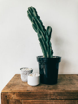 Closeup on Small Cactus in Black Ceramic Pot