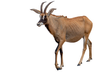 Roan antilope op witte achtergrond