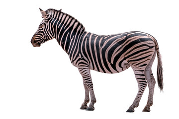 Fototapeta na wymiar Zebra Isolated on White background.
