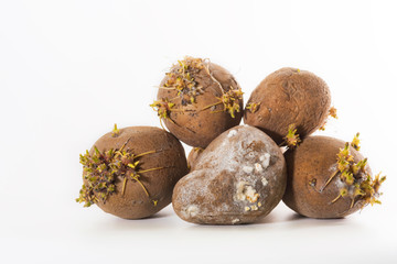 Damaged potato tuber with fungus and molds on their surface caused due to  inappropriate storage of...