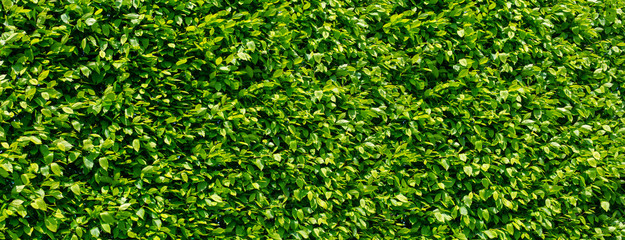 garden with green leaf,