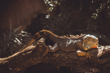 Iguana