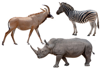 Three African wild animals - Antelope,zebra and rhinoceros ,Isolated on White