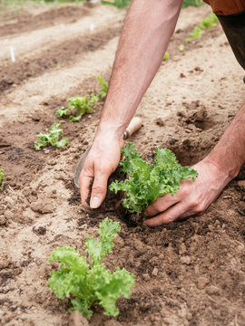 Planting curly endive lettuce