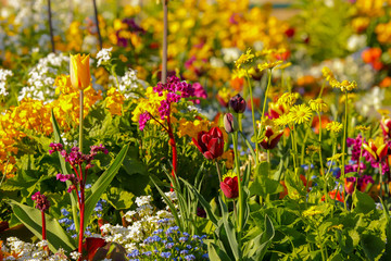 a spring garden full of colorful flowers