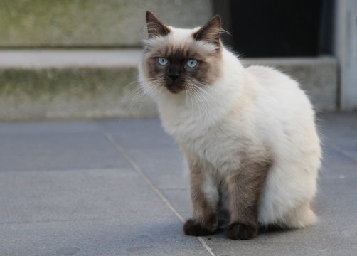 niedliches K&auml;tzchen, Ragamuffin Kater