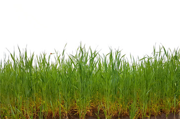 Grass cereal field roots soil isolated