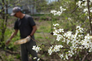 Obraz premium Blooming cherry sakura fruit tree with Farmer taking care of the garden on the background