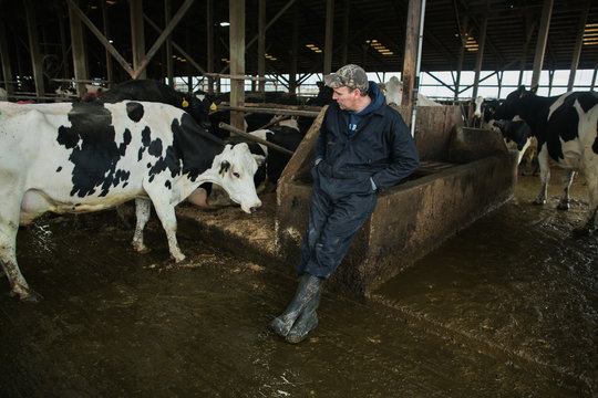 Dairy farmer looking at cow in barn