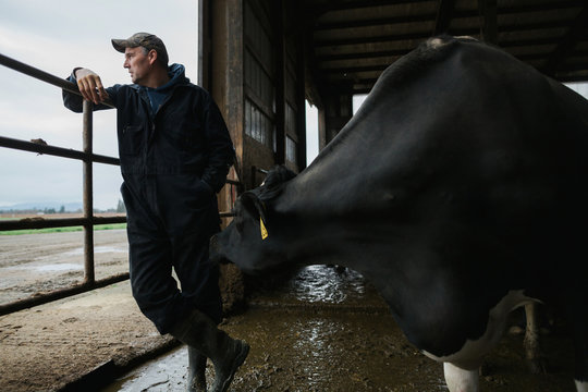 Dairy farmer looking out window in cow barn