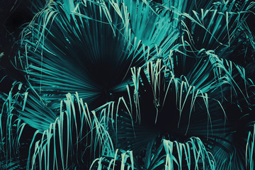 Exotic Tropical Palm Leaves in Dark Blue Green Tone Color as Natural Texture Background