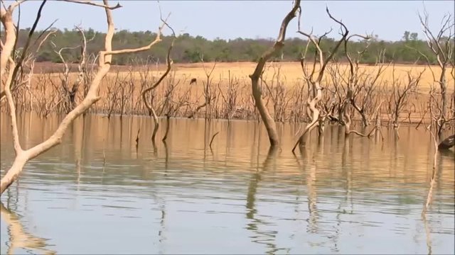 Lago com &aacute;rvores secas