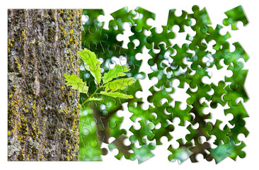New life: spring is coming - Small plant born from a tree trunk - concept image in jigsaw puzzle shape