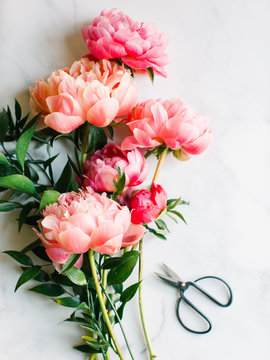 Pink peony stems with scissors