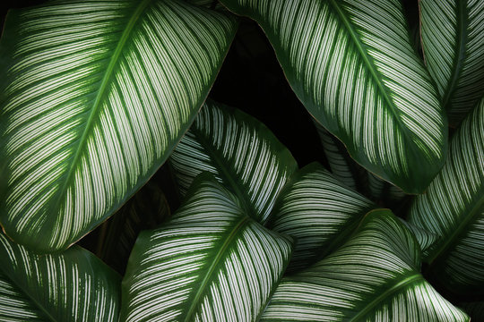 Pin Stripe Calathea Leaves in Dark Tone Color as Natural Abstract Texture Background