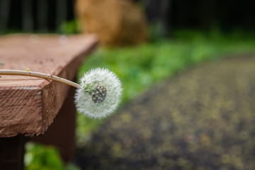 Dmuchawiec leżący na ławce © andsko