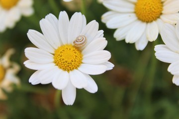 Fototapeta premium daisy in the grass