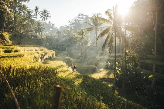 beautiful woman strolling through rice fields at sunrise