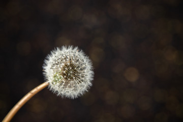 POjedyńczy dmuchawiec z efektem bokeh © andsko