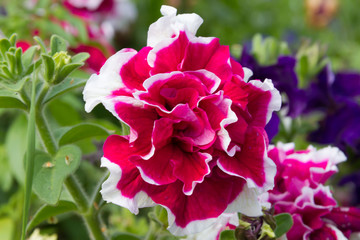 Petunia 'Duo-Double' in summer garden