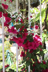 flowers in the garden