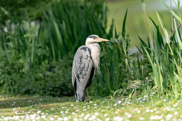 great blue heron by the lake