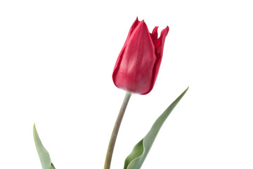 Red burgundy tulip flower with green leaves isolated on white background. Cultivar Lasting Love from Triumph Group