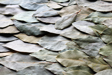bay leaf
