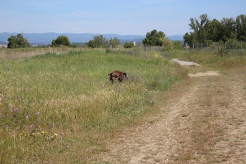 chien cane corso