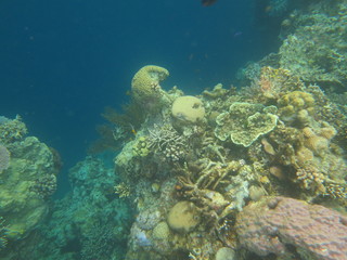 Fototapeta na wymiar arrecife de coral
