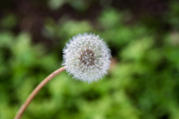 POjedyńczy dmuchawiec z efektem bokeh © andsko