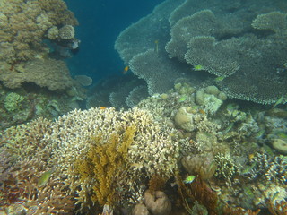 Plakat arrecife de coral
