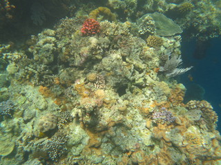 Naklejka na ściany i meble arrecife de coral