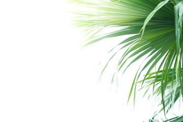 Palm leaves and white background isolated.